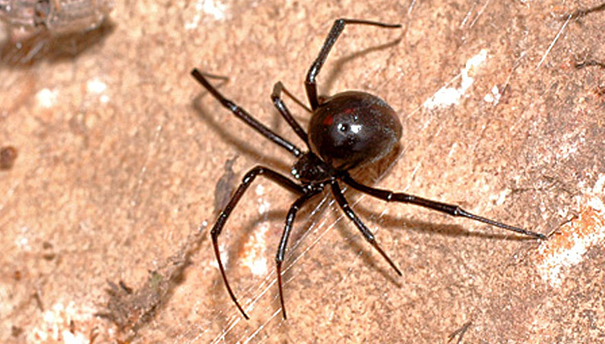 Spider control
