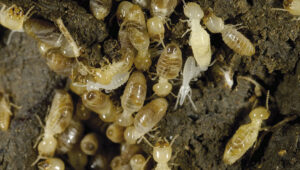 Termite Control Glenwood Springs