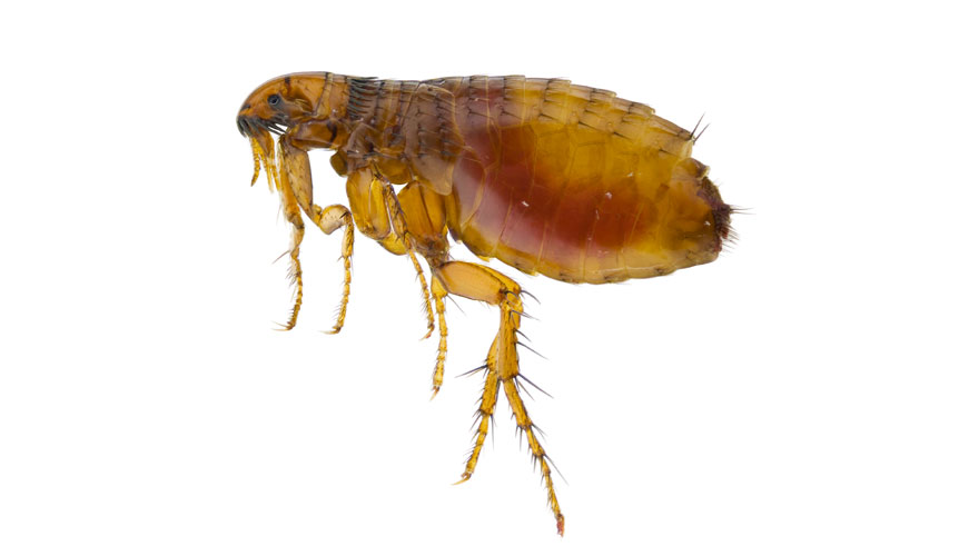Fleas control