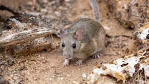 Rodent Control Aspen CO