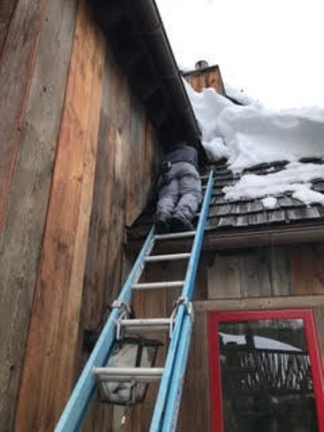 Bat Exclusion Service