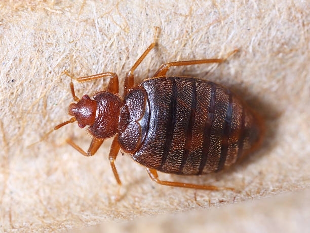 Bed Bug service Glenwood Springs